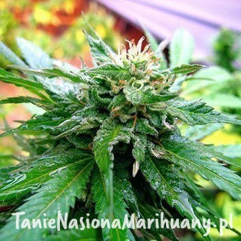 af96782d93ac169482d049d75b7ed6cf