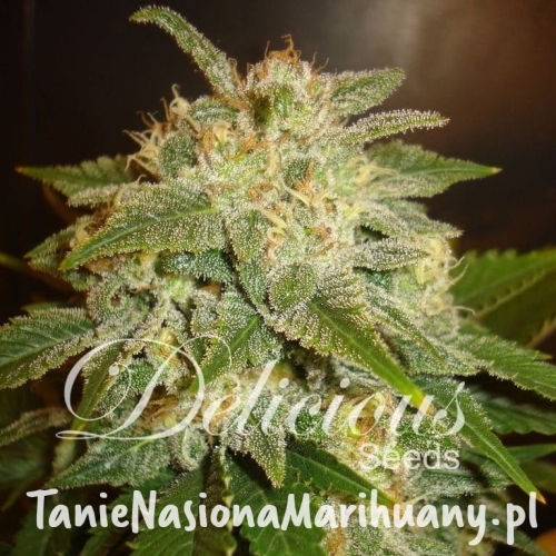 af9d929a3b5151d916d6b258ac783e3a