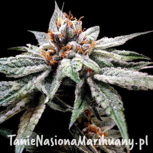 afc3547b9fe2da3187d36bc89aeb92f6