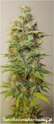 afe271ec1ed3dde341dab9d7827ec884