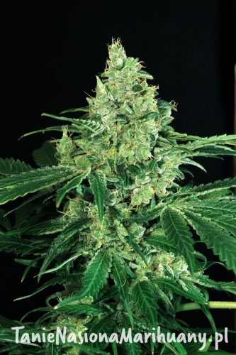 b07dd0d212903b3a42836de309c8b9d8