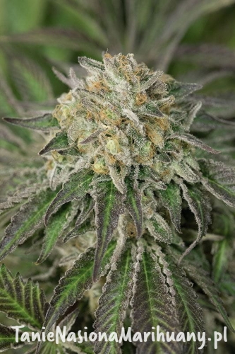 b1151372f5d44a42d32535eef7b22285