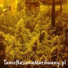 b1322ab7dc0941c384ad07f6069bc84e