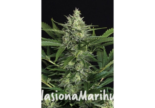 b13eba22e92e3f14884f00f0791fab36