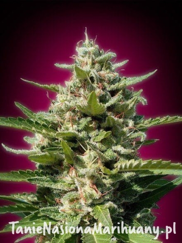 b237df2f28c97a1072daeff21ca18607