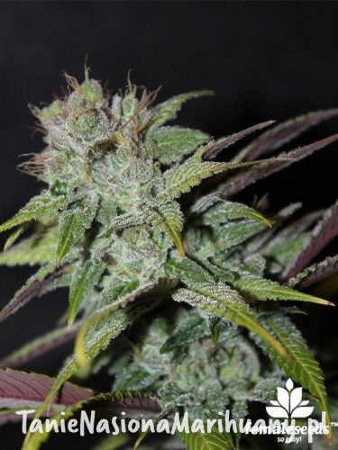 b23aaae3770953992a1a24f91a13ab77