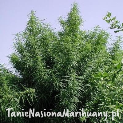 b25838030ff8881522cc2ef5c3622e21