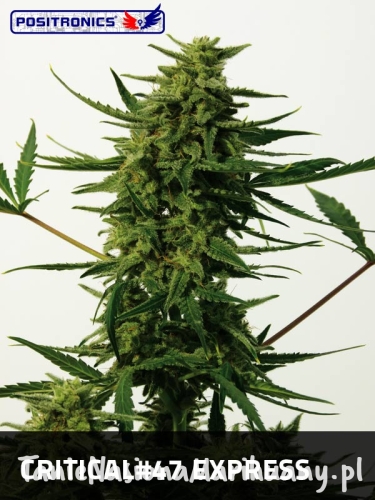 b27a0b7e4d31c1b1c2fe793cca88c005