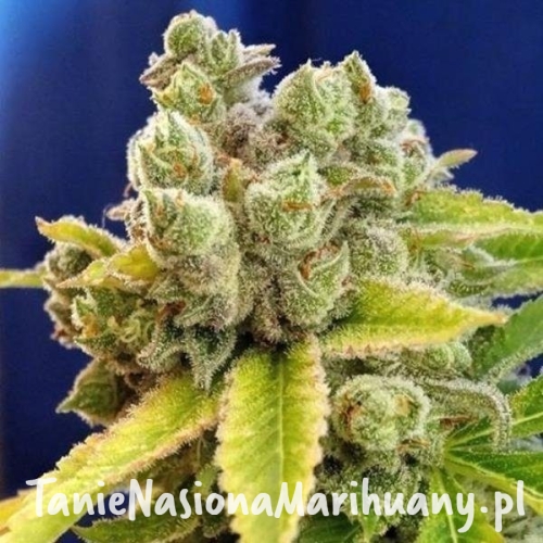 b2950c035cfd40d9ac74f12fad107e49