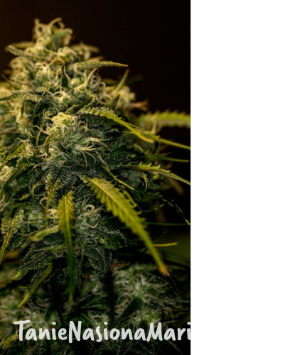 b2c6502f4c8230bfe861d28339584953