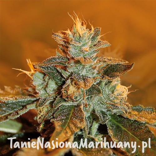 b2ea4e5322ac0848975ffcd94c458535