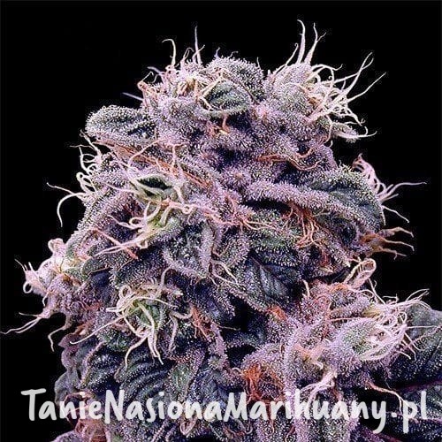 b31f9b5cc467d89dee5247eef66377e4