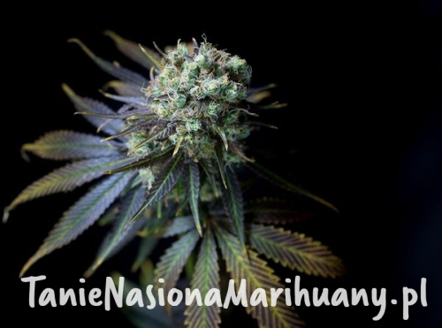 b343284cf9c469366fa4c1f59e519a53