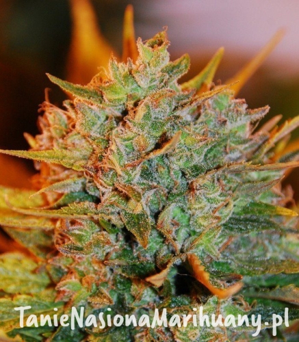 b3e7c25437388712aba9e936642d8079