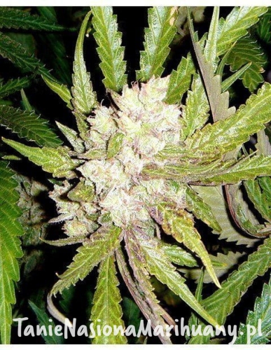 b3f89ea4a1634a2f3eff87f10163cc9a