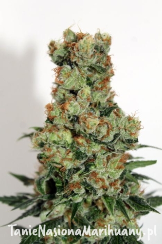 b518c8a9c3cd1753f816a07ce080b991