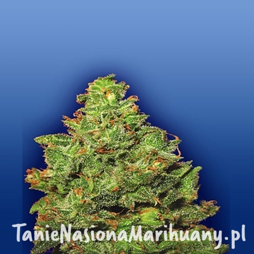 b51f85a69f5f65e4d85a2d534edd47e4