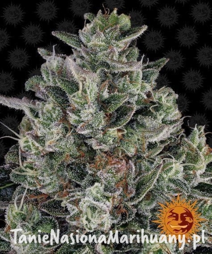 b5a08c18d9f5f4bbc148876b8acc6ed5