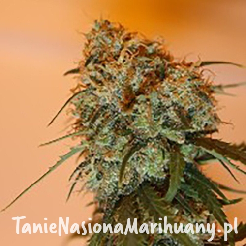 b5f38e2b76ce55c22e6a476c86efaad1