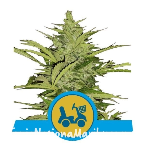 b6bd7344758465b1910f7370a15ba0be