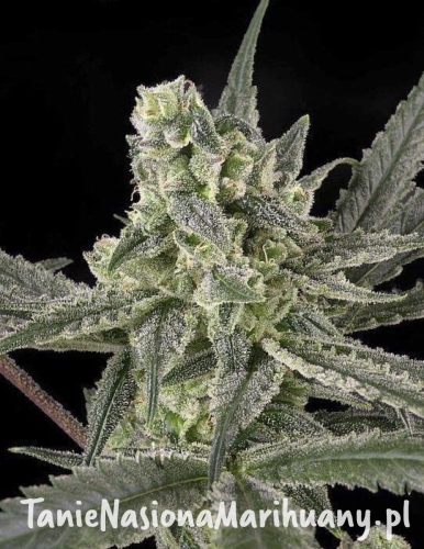 b72fa4cf30ae6758b58c470aecb8e028