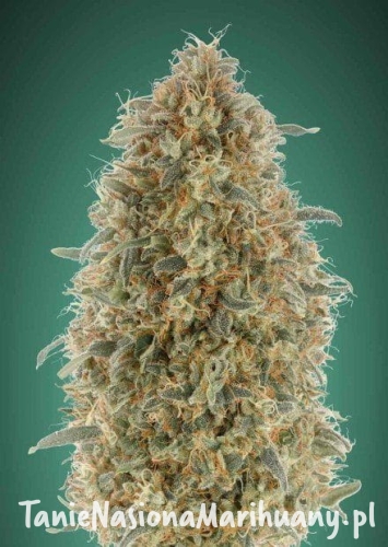 b7935fe54c92965e5020dfa647150f04