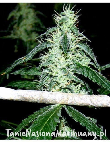 b7a697b2f374312c91e74b7e779cde2f