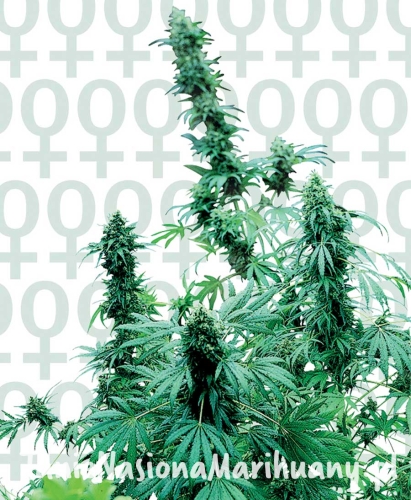 b82aed65f57d883af2f644f30f1ff368