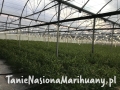 RANIA CBD_Flowering.jpg