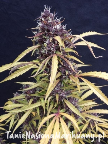 b9f8850ec8db00051619b5157ca8e309