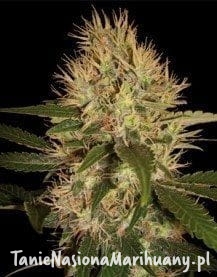 ba0dc349d654b6c61c2dda5cbdf8d3af