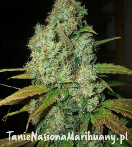 ba906ce19abbbfee467d1429e2d02347