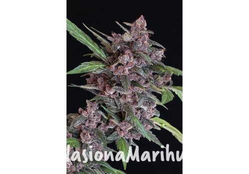 bac9530187cccf03b1efc03c74f71314