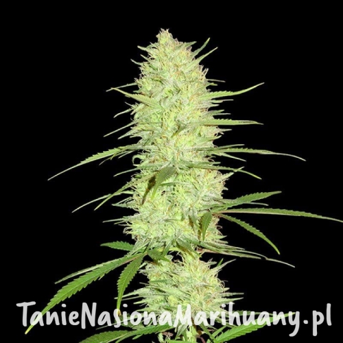 bacee82410c3b05b693c9e4bb1544d3c