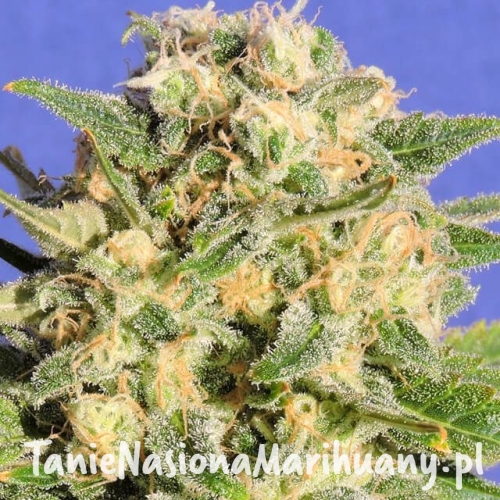 bb335b75ce59fb32253506d0737fe5a0