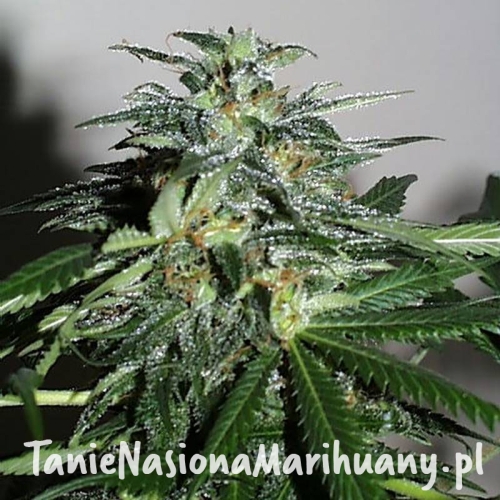 bb437b9f3595498e14b8ce059edcf8a3