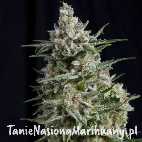 bb8d7f290cb7f33309d2df5a6cc19c54