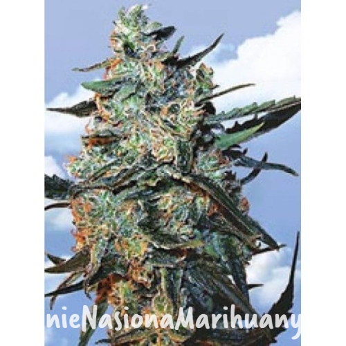 bb97c1bd3043c75b94058ef5d28b0487