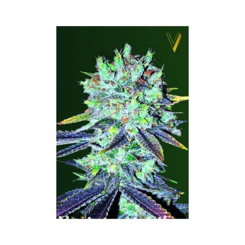 bbc1a19904a08229b6ed1331d165f66d