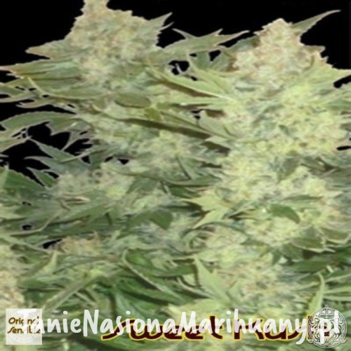 bc39d48acf3a9921dcc8f917e7d0380c