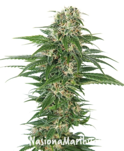 bc7a845beb213036165a39ebccee4ae0