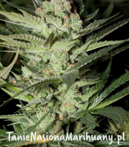 bcc3df6865f47dcfffb9501a228a2898