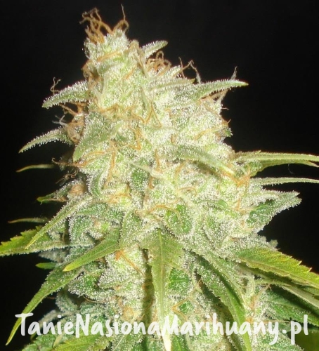 bd399dff78e1597a69c54c2c95fb72bf