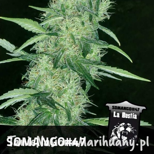 bd5aa4919b68d1e3d964cc32411083b4