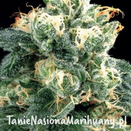 bd8bdf79d3ccb751319c73c2719a4b80