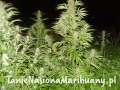 be1468ebd0468922947e6ddd667af79b