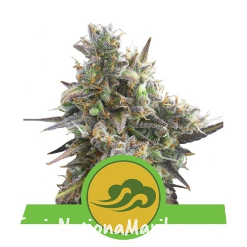 be471be0abdb24d0941db6f56e2dcebe