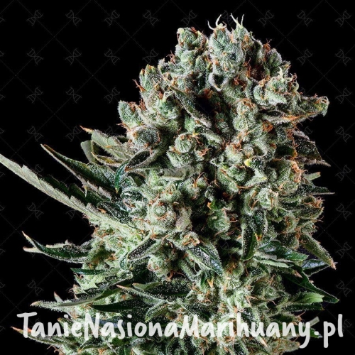 be4d45a37a3fff339ef3ee3514171797