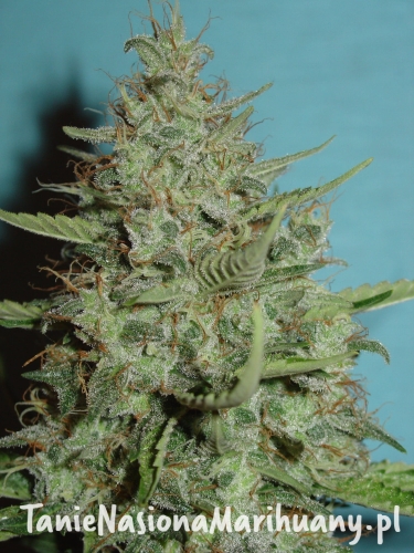 be7028bda82414cd18e659d8e21a249c