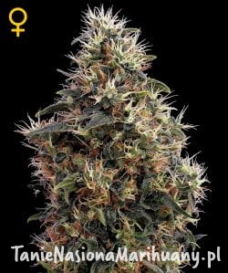 be78e9319d0ad8a85dfb9bd308d1aaee